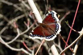 Attēlu rezultāti vaicājumam “Nymphalis antiopa upperside”