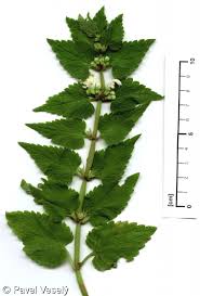 Attēlu rezultāti vaicājumam “Lamium album”