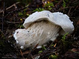 Attēlu rezultāti vaicājumam “Hypomyces chrysospermus”