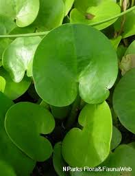 Attēlu rezultāti vaicājumam “Hydrocharis morsus-ranae leaf”