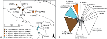 Image result for Alyssum diffusum