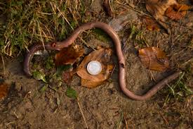 Attēlu rezultāti vaicājumam “Lumbricidae”