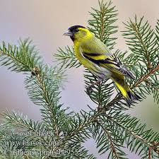 Attēlu rezultāti vaicājumam “Carduelis spinus”
