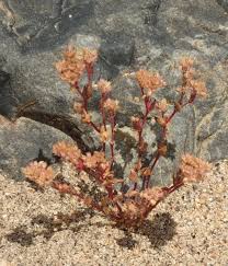 Attēlu rezultāti vaicājumam “Drepanocladus aduncus var. polycarpon”