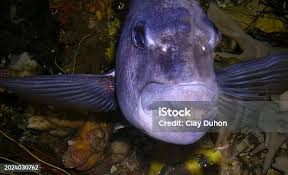 Image result for Archosargus probatocephalus