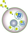 Enzyme Replacement Therapy for Maroteaux-Lamy Syndrome (MPS VI)
