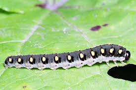 Attēlu rezultāti vaicājumam “Tenthredo mandibularis”