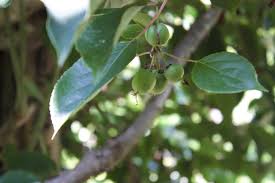 Attēlu rezultāti vaicājumam “Actinidia kolomikta fruit”