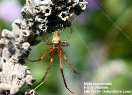 Attēlu rezultāti vaicājumam “Metellina segmentata”