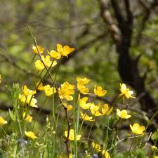 Attēlu rezultāti vaicājumam “Ranunculus bulbosus flower”