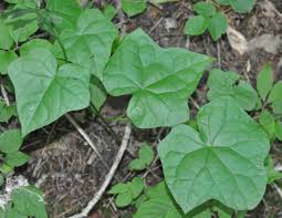 Attēlu rezultāti vaicājumam “Menispermum dauricum leaf”