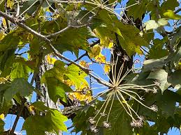 Attēlu rezultāti vaicājumam “Kalopanax septemlobus fruit”
