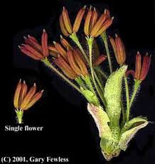 Attēlu rezultāti vaicājumam “Acer negundo female flower”