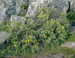 Attēlu rezultāti vaicājumam “Pentaphylloides fruticosa”