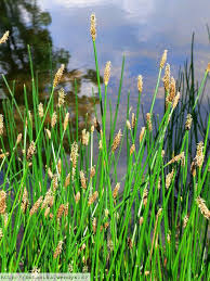 Attēlu rezultāti vaicājumam “Eleocharis palustris”