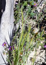 Attēlu rezultāti vaicājumam “Brachypodium sylvaticum flower”