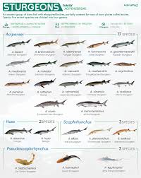 Image result for Huso fulvescens