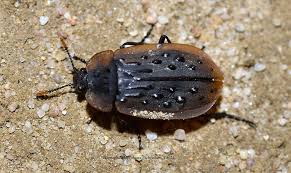 Attēlu rezultāti vaicājumam “Silphidae”