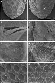 Attēlu rezultāti vaicājumam “Pemphigus borealis”