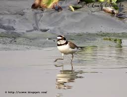 Attēlu rezultāti vaicājumam “Charadrius dubius”