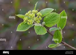 Attēlu rezultāti vaicājumam “Viburnum opulus bud”