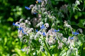 Attēlu rezultāti vaicājumam “Borago officinalis leaf”