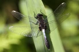 Attēlu rezultāti vaicājumam “Leucorrhinia caudalis”