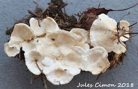 Attēlu rezultāti vaicājumam “Sistotrema confluens”