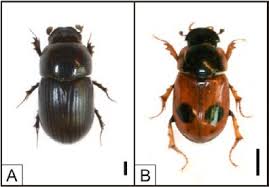 Attēlu rezultāti vaicājumam “Aphodius subterraneus imago”