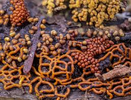 Attēlu rezultāti vaicājumam “Trichia sp.”