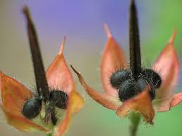 Attēlu rezultāti vaicājumam “Geranium pratense bud”