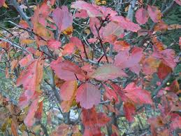 Attēlu rezultāti vaicājumam “Crataegus douglasii”