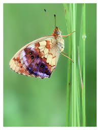 Attēlu rezultāti vaicājumam “Brenthis daphne underside”