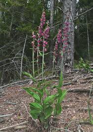 Attēlu rezultāti vaicājumam “Epipactis atrorubens flower”