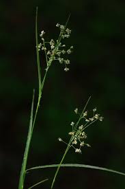 Attēlu rezultāti vaicājumam “Luzula luzuloides”