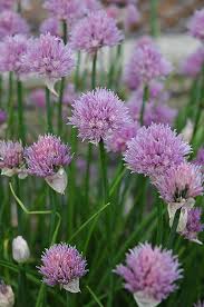 Image result for Allium schoenoprasum