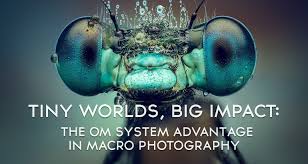 Attēlu rezultāti vaicājumam “Colloderma robustum macro”