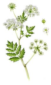 Attēlu rezultāti vaicājumam “Berula erecta leaf”