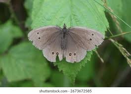 Attēlu rezultāti vaicājumam “Aphantopus hyperantus”