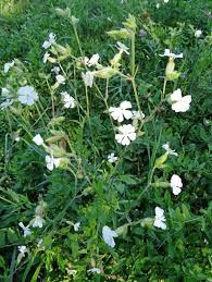 Attēlu rezultāti vaicājumam “Silene latifolia subsp. alba”