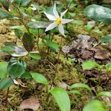 Attēlu rezultāti vaicājumam “Trichia varia young”