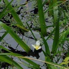 Attēlu rezultāti vaicājumam “Stratiotes aloides flower”