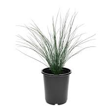 Attēlu rezultāti vaicājumam “Juncus inflexus”