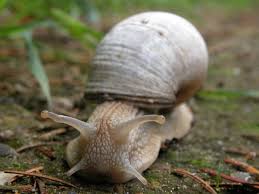 Attēlu rezultāti vaicājumam “Helix pomatia”