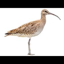 Attēlu rezultāti vaicājumam “Numenius phaeopus”