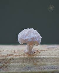 Attēlu rezultāti vaicājumam “Didymium xanthopus spores”