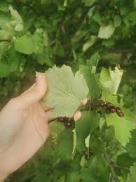 Attēlu rezultāti vaicājumam “Crataegus chlorosarca”
