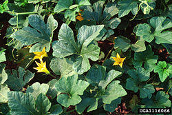 Attēlu rezultāti vaicājumam “Cucurbita pepo leaf”