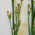 Attēlu rezultāti vaicājumam “Juncus compressus fruit”