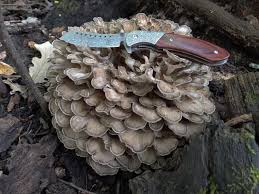 Attēlu rezultāti vaicājumam “Grifola frondosa”